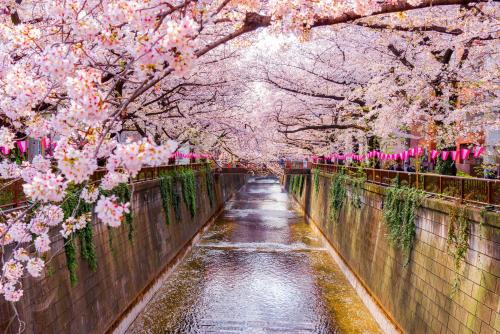 a tunnel of cherry blossom trees over a canal at The Westin Tokyo in Tokyo