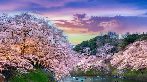 a river with boats in it with cherry trees at The Westin Tokyo in Tokyo