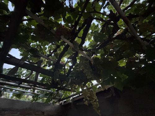 a close up of a tree with leaves at Lo de Celia in Chos Malal