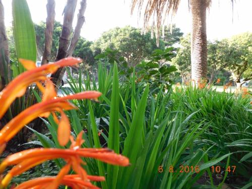 an orange flower and some green plants and trees at Anoud Manor in Hout Bay