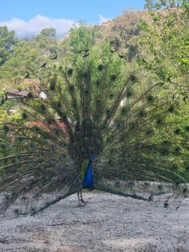 a peacock with its feathers out on the ground at Şahmeran Pansiyon in Kemer