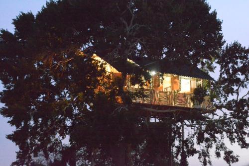 a tree house in the middle of a tree at Yala Dream Park in Yala