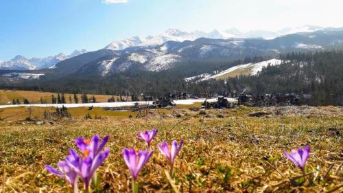 Domek RiverHut Małe Ciche - SkyWalk - blisko do szlaków TPN Wiktorówki, Rusinowa Polana , Gęsia Szyja , Brzeziny , Psia Trawka , Toporowa Cyrhla , Murowaniec , Hala Gąsienicowa