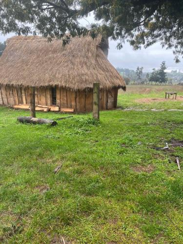 a hut with a grass roof in a field at Ruka cabaña - Alojamiento Tradicional Mapuche in Temuco