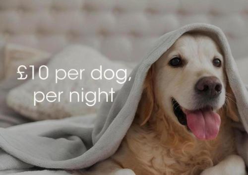 a dog laying under a blanket with its tongue out at The Beresford Hotel in Newquay