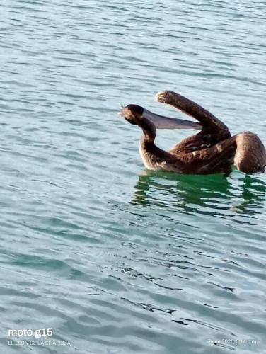 a bird floating on top of the water at Hotelcasacecinn in San José del Cabo