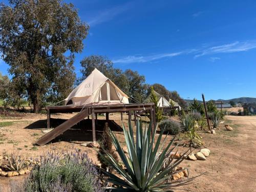 a yurt in the middle of a field at Cosmo Glamping in Valle de Guadalupe