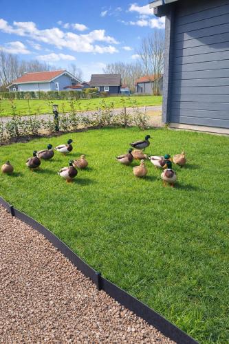 a group of ducks sitting on the grass at "Kota coeur de bois" Chalet en bois au domaine de l'Aa in Bourbourg