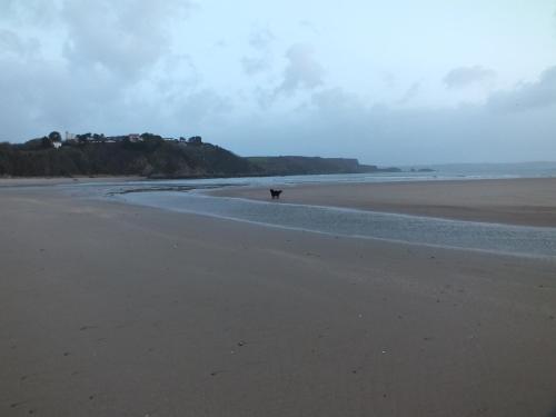 a dog walking on a beach near the water at Taormina Guest House in Tenby