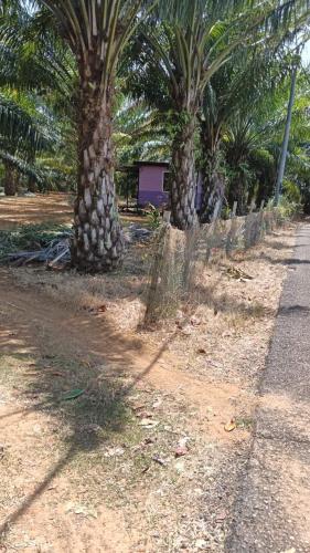 a row of palm trees on the side of a road at Homestay Casa Cinta Pendang in Pendang