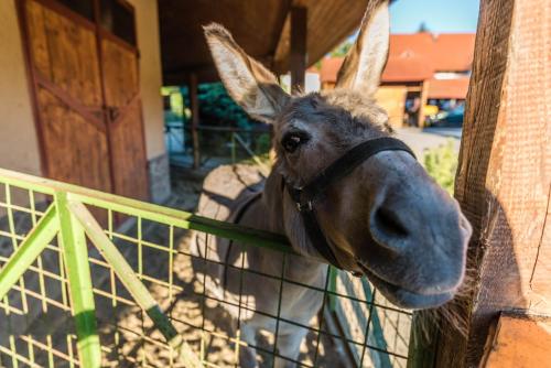 a donkey is sticking its head over a fence at Rezort u Bobiho in Nový Tekov