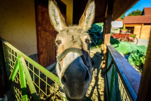a donkey sticking its head out of a fence at Rezort u Bobiho in Nový Tekov