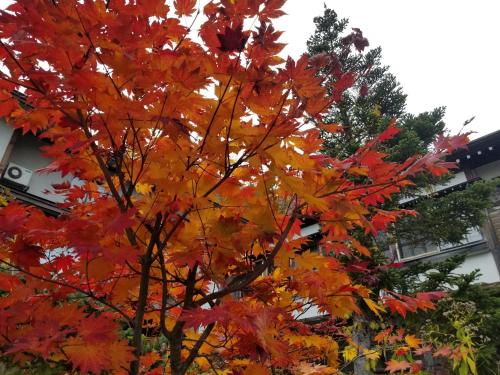 a tree with red and yellow leaves in front of a building at Tsuta Onsen Ryokan in Towada