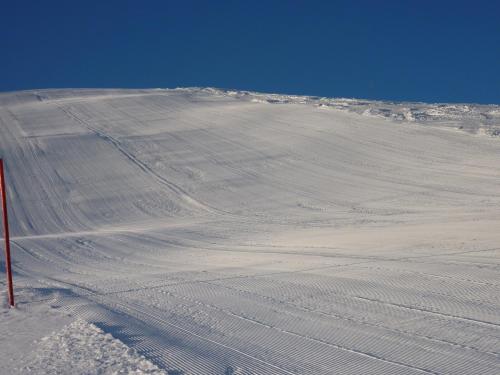 Arnika Montana durante el invierno