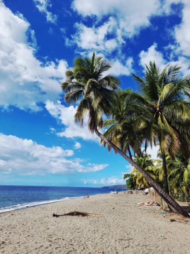 a beach with palm trees and the ocean at Macandia Résidence in Sainte-Anne