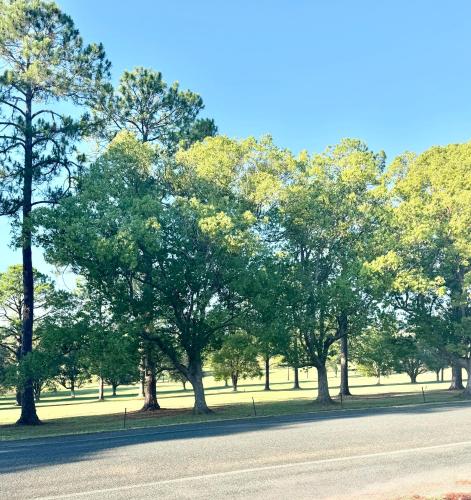 a group of trees on the side of a road at The Fairway View Apartment in Wauchope