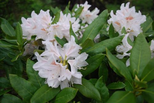 a group of white flowers with green leaves at Vledderstee in Vledderveen