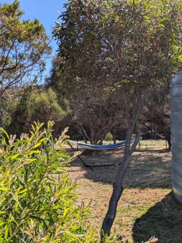 a hammock in a yard with a tree at Swallows Nest in Cape Bridgewater