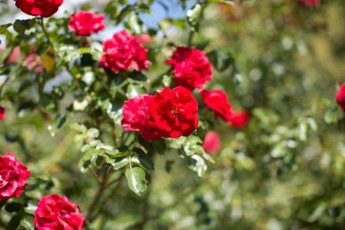 a group of red flowers on a tree at Tannerhof Bed & Breakfast in Caines