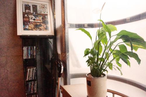 a potted plant sitting on a table next to a mirror at Able Guesthouse Hongdae 2 in Seoul