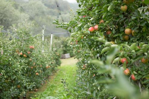 a row of apple trees in an apple orchard at Tannerhof Bed & Breakfast in Caines