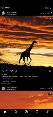 a picture of a giraffe running in front of a sunset at Mara gause hoise in Mara Simba