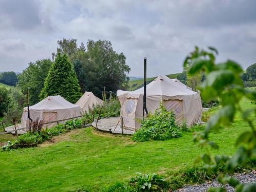 a row of tents in a field with trees at Cowslip- Ukc4942 in West Anstey