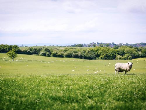 a sheep standing in a field of grass at Carter's Lodge in Malpas