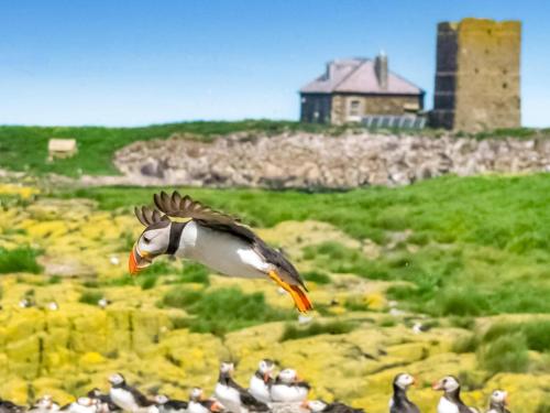 a bird is flying over a field of birds at Lindisfarne Cottage -Ukc5295 in Beadnell