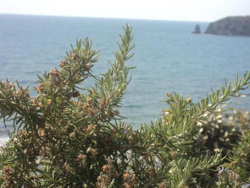 a pine tree with the ocean in the background at Il Rifugio del Conte in Torre Dei Corsari