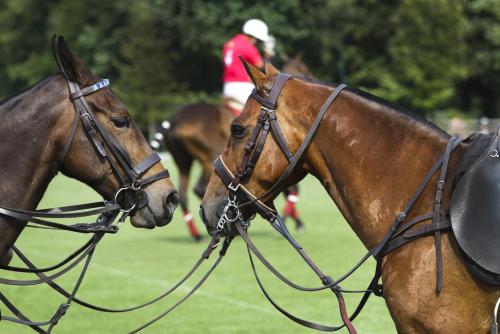 a close up of a horse wearing a harness at La Palma Polo Hotel - Airport Area in Puembo