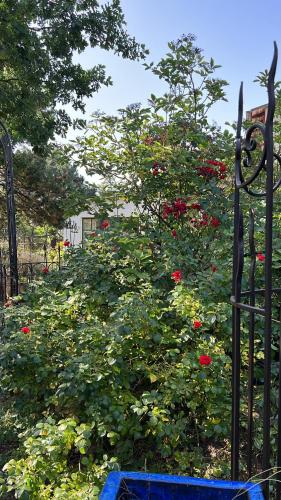 Alte Büdnerei - "Gartenappartement" photo 16