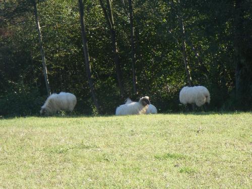 a group of sheep grazing in a field at Hotel Matsa B&B in Lezama