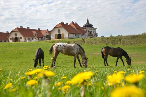 three horses grazing in a field with a house in the background at Stadnina Koni Nad Wigrami in Mikolajewo