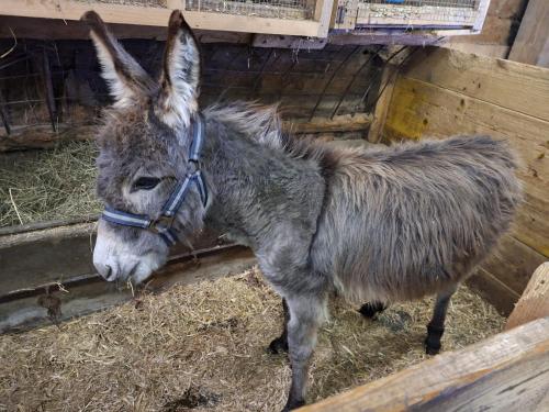 a donkey is standing in the hay in a pen at Grillinghof in Kirchberg in Tirol