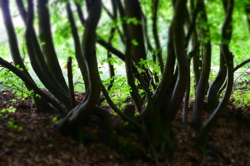 a group of trees in the woods at AlmRefugio in Neumarkt in der Oberpfalz