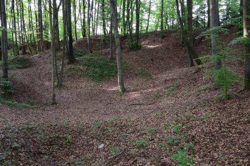 a wooded area with trees and leaves on the ground at AlmRefugio in Neumarkt in der Oberpfalz