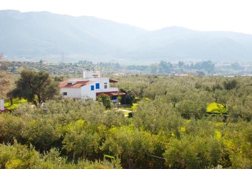 a white house in the middle of a field of trees at Beachfront cottage house in olive grove in Arkitsa