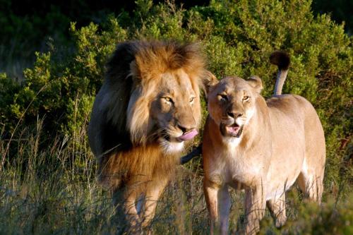 two lions standing next to each other in a field at Leeuwenbosch Country House - Amakhala Game Reserve in Amakhala Game Reserve