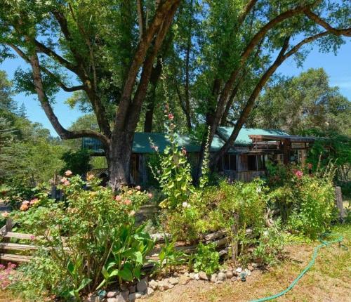 a garden in front of a house with a tree at Crispin Cottage in Philo