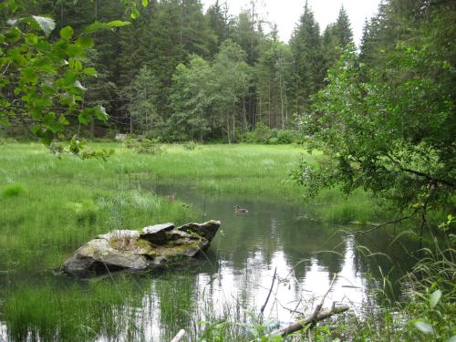 a rock sitting in the water in a field at Almhütte Adlerhorst in Heiligenblut