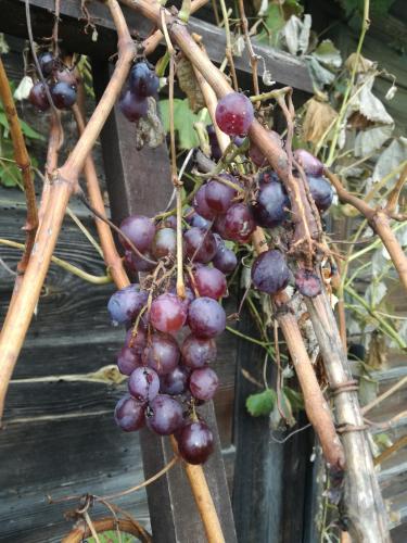 a bunch of purple grapes hanging from a plant at Siedlisko Józefka in Zaróbka