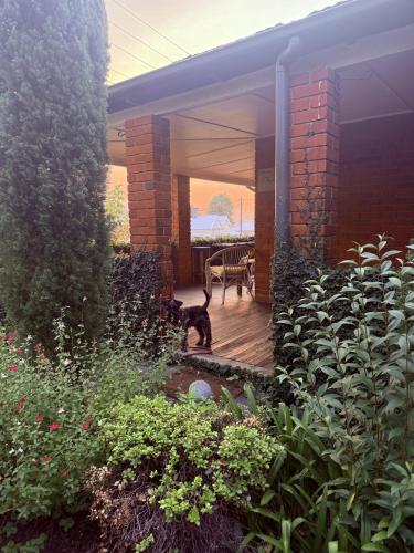 a cat is standing on a deck in a garden at The Residence - Spacious 4-Bed Tenterfield Home in Tenterfield