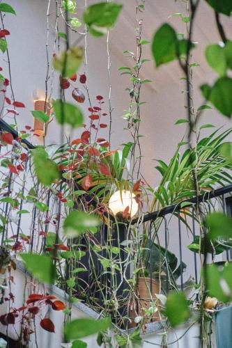 a bunch of plants in a pot next to a wall at Nbta House in Tangier