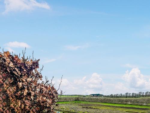 a hedge in a field with a blue sky at Paddock Cottage in Morpeth