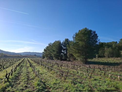 un champ de vignes avec des arbres en arrière-plan dans l'établissement La traverse, à Martigues