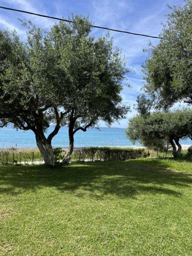 two trees in a field with the ocean in the background at Blue Breeze in Paralia Vrachou