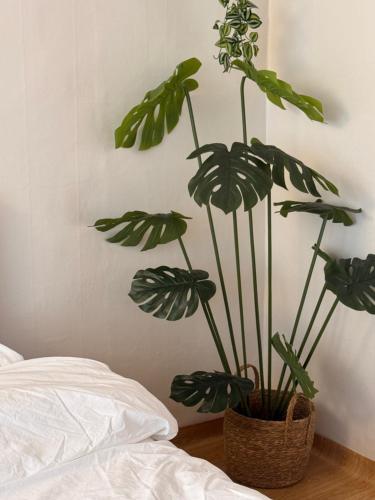 a plant in a basket sitting next to a bed at yua sugar home in Daegu