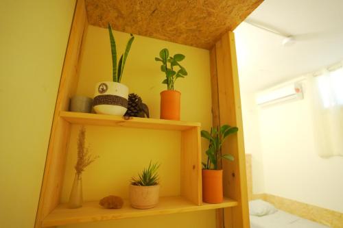 a shelf with plants on it in a room at guest house אשראם בכרמל - אכסניה in Dāliyat el Karmil