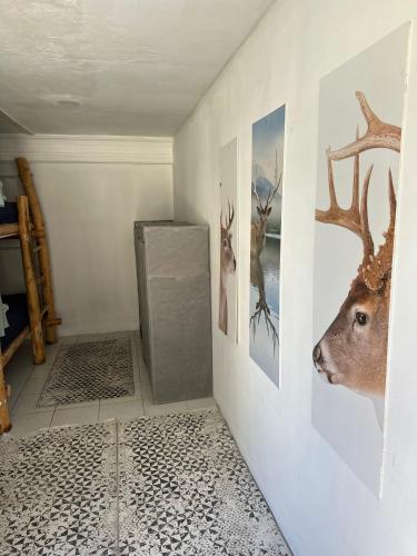 a room with pictures of deer on the wall at CAMP&HOSTEL Antalya in Antalya